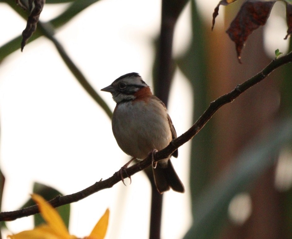 Rufous-collared Sparrow - Rubélio Souza