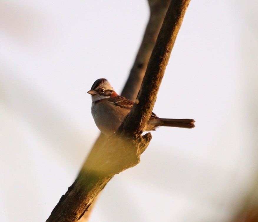 Rufous-collared Sparrow - Rubélio Souza