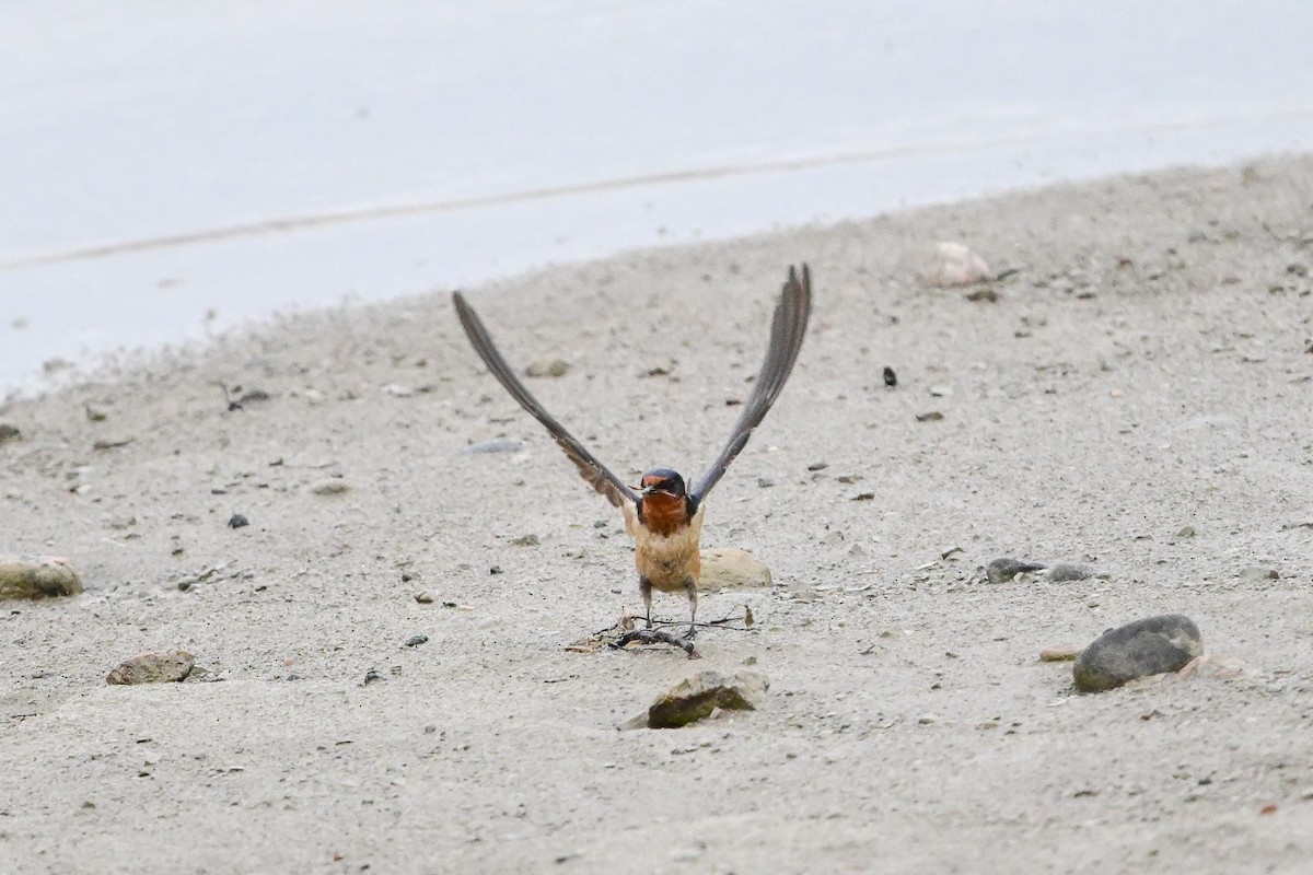 Barn Swallow - Serg Tremblay