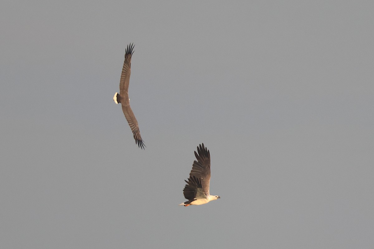 White-bellied Sea-Eagle - Jeremy Lindsell