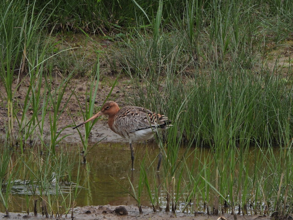 Black-tailed Godwit - Haydee Huwel