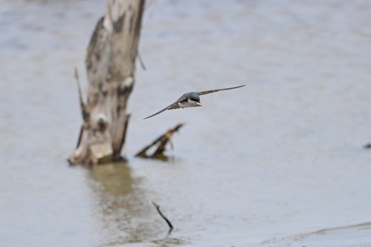 Tree Swallow - Serg Tremblay