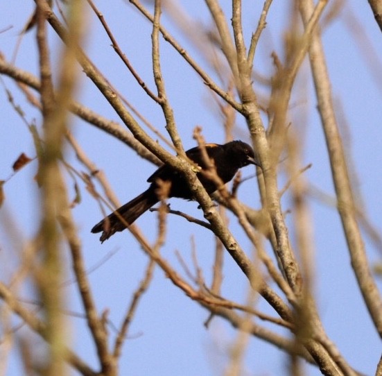 Variable Oriole - Rubélio Souza