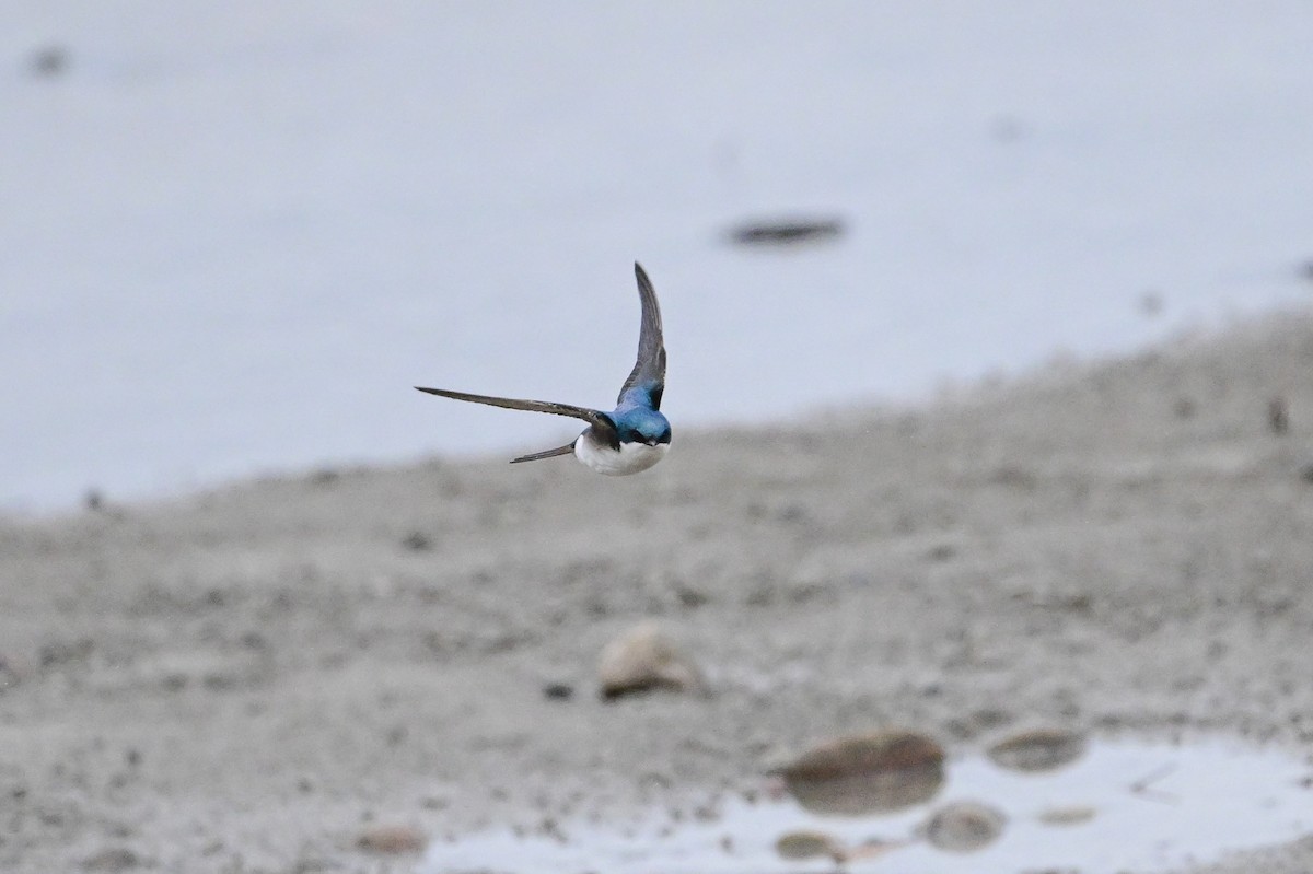 Tree Swallow - Serg Tremblay