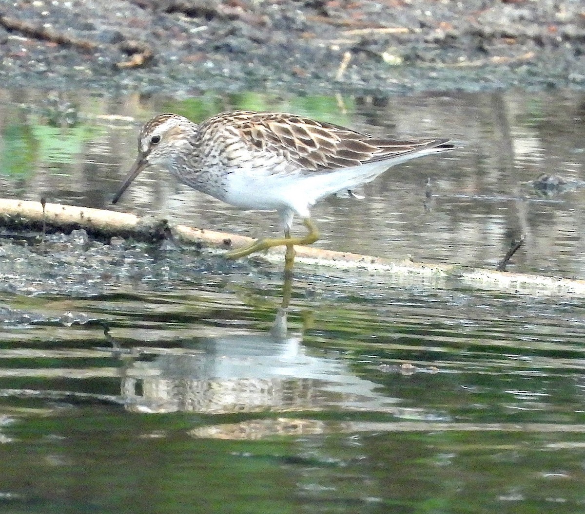 Pectoral Sandpiper - Jock McCracken