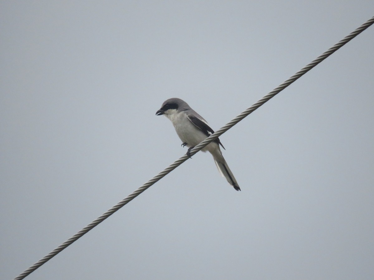 Loggerhead Shrike - Eric Cormier