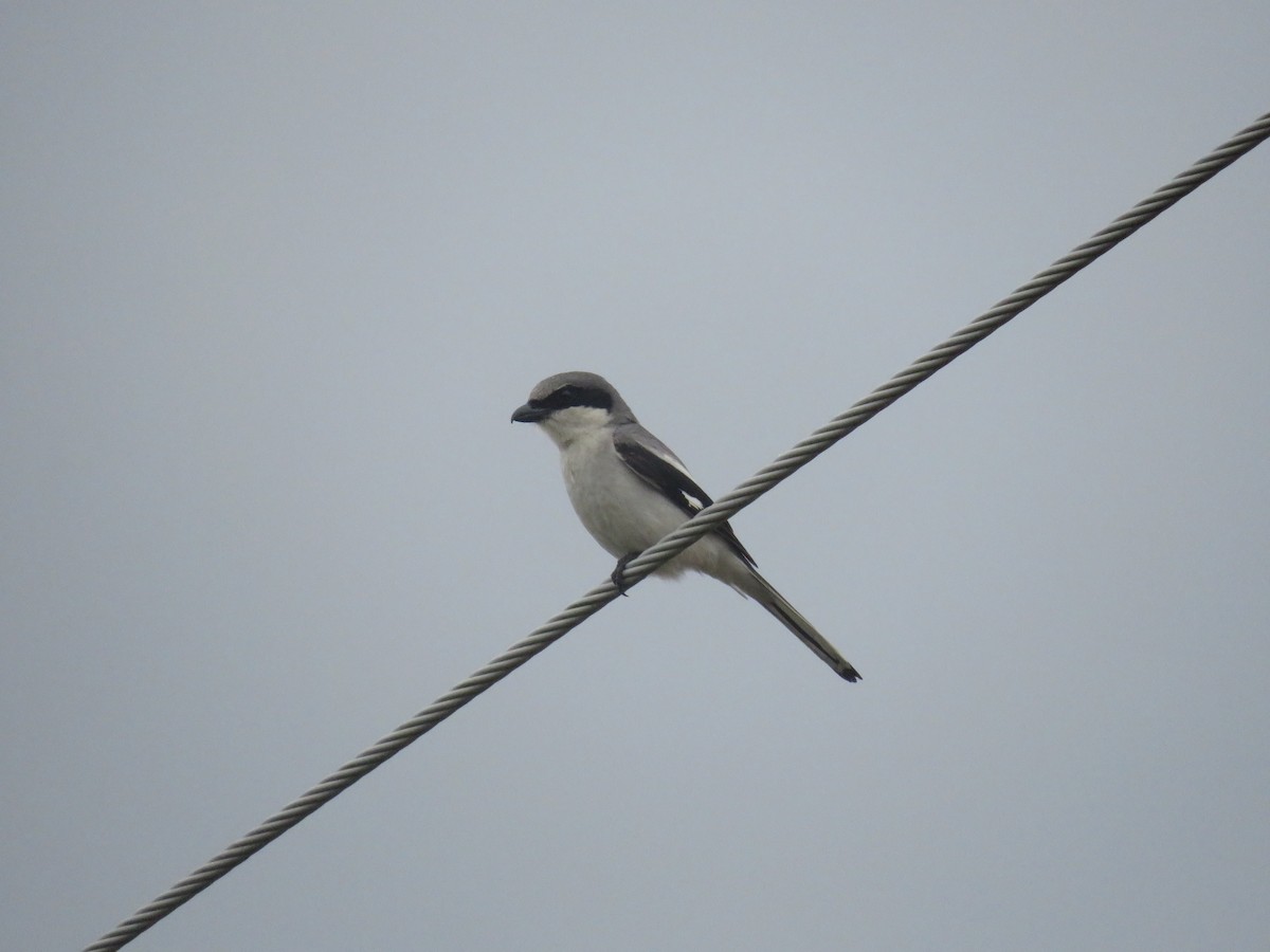 Loggerhead Shrike - Eric Cormier