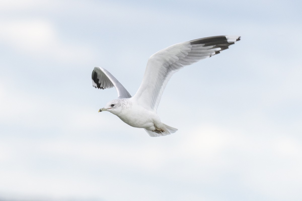 Common Gull - Valery Treitsiak