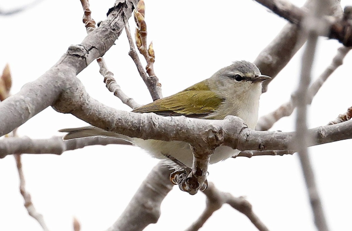 Tennessee Warbler - Charles Fitzpatrick