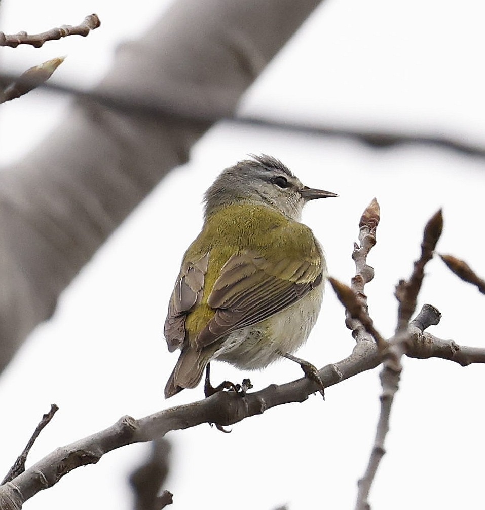 Tennessee Warbler - Charles Fitzpatrick