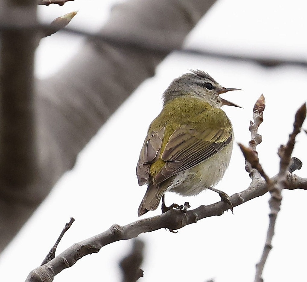 Tennessee Warbler - Charles Fitzpatrick