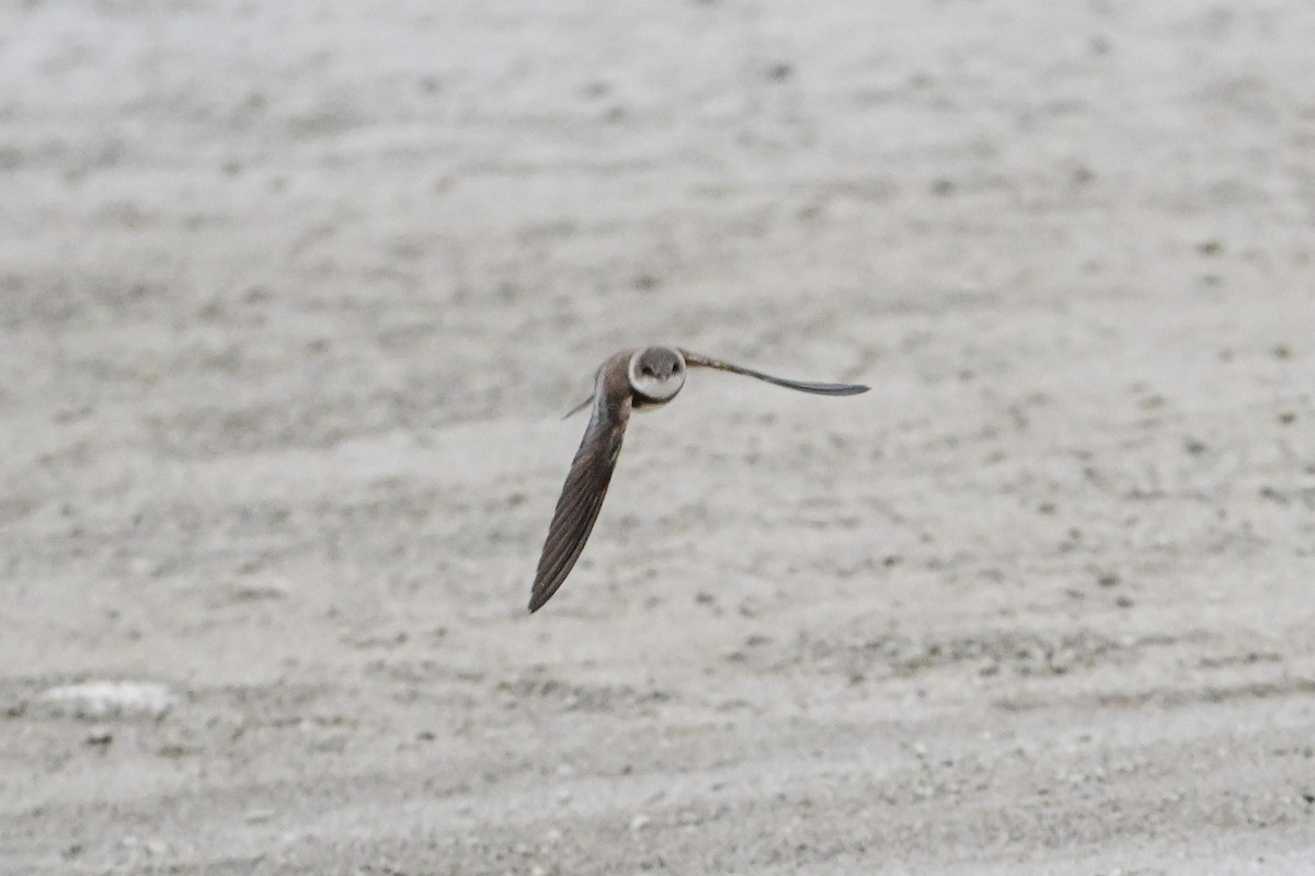 Bank Swallow - Serg Tremblay