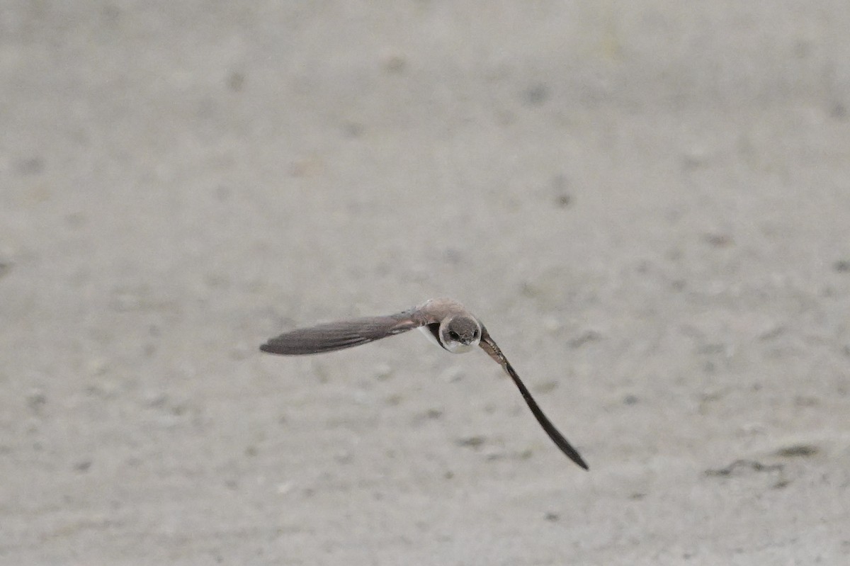 Bank Swallow - Serg Tremblay