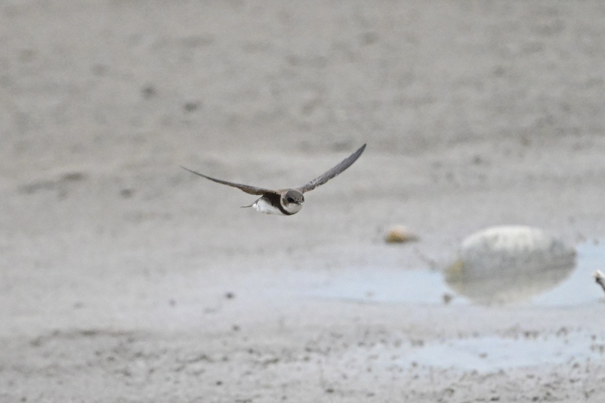 Bank Swallow - Serg Tremblay