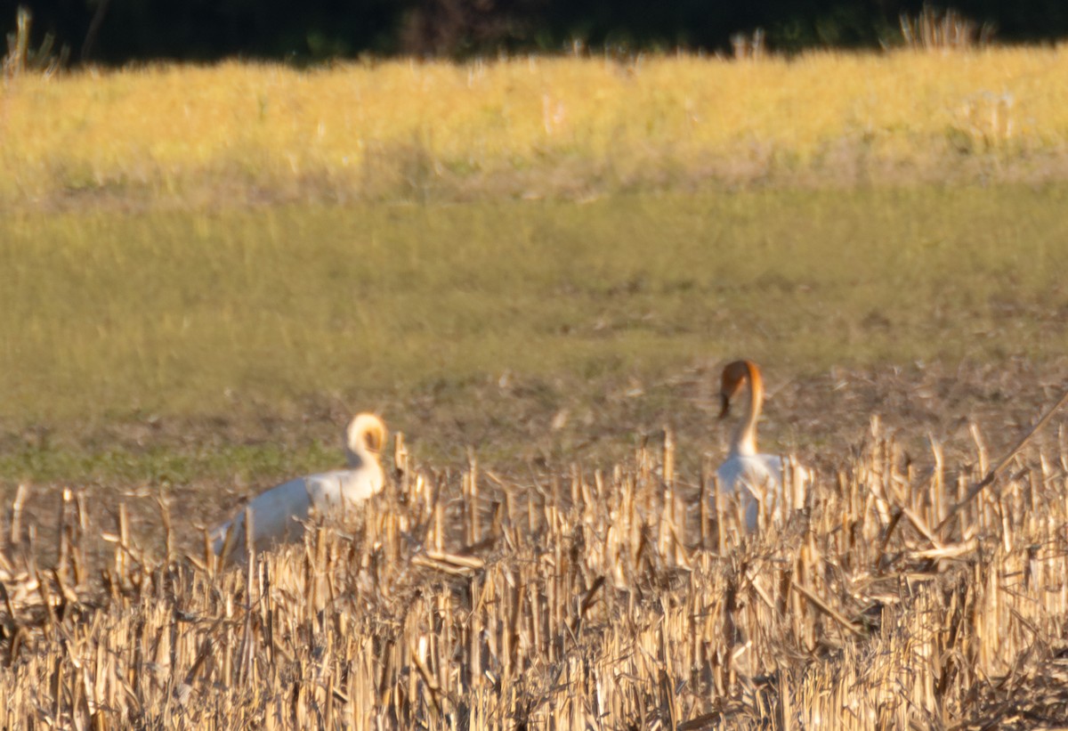 Trumpeter Swan - ML619541556