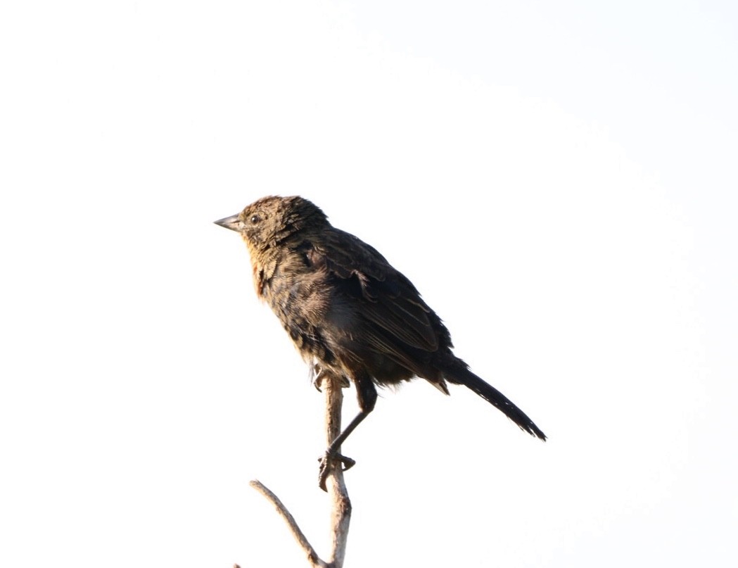 Chestnut-capped Blackbird - Rubélio Souza