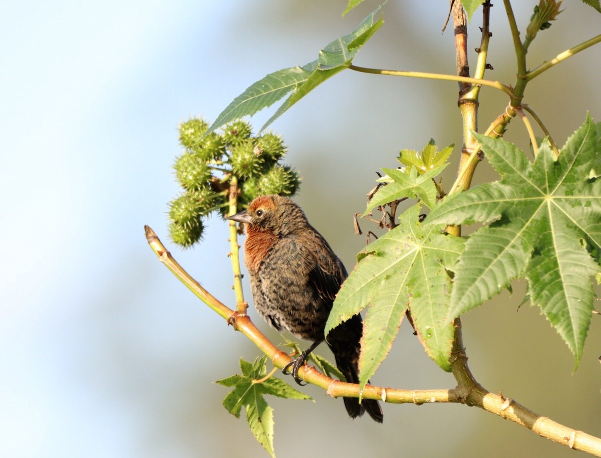 Chestnut-capped Blackbird - Rubélio Souza