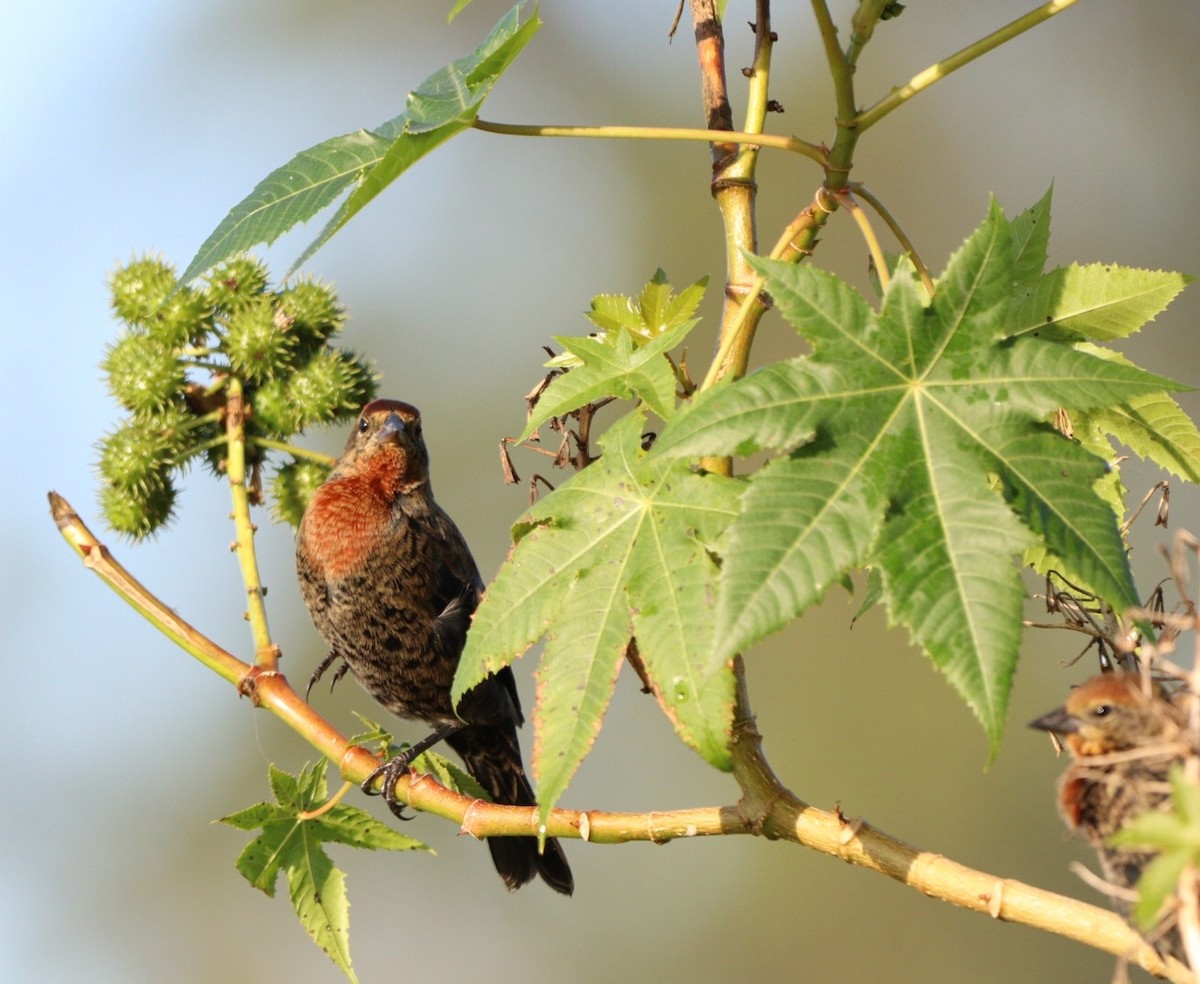 Chestnut-capped Blackbird - Rubélio Souza