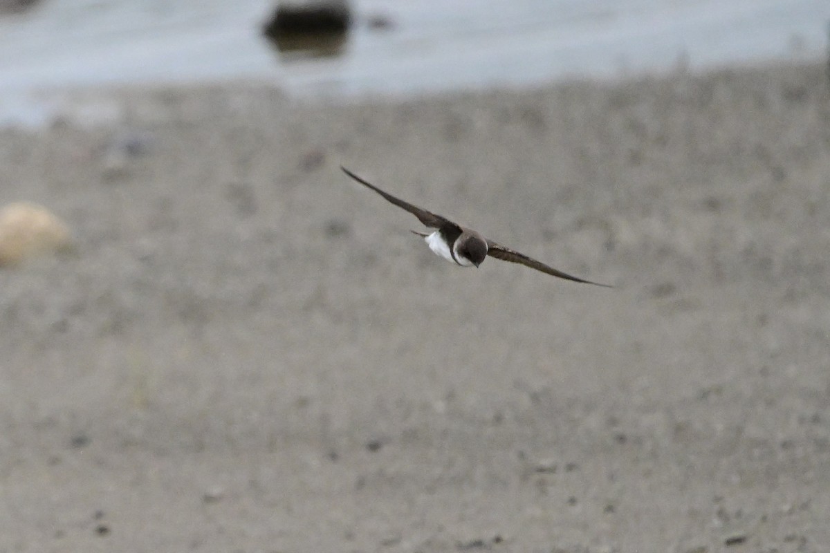 Bank Swallow - Serg Tremblay