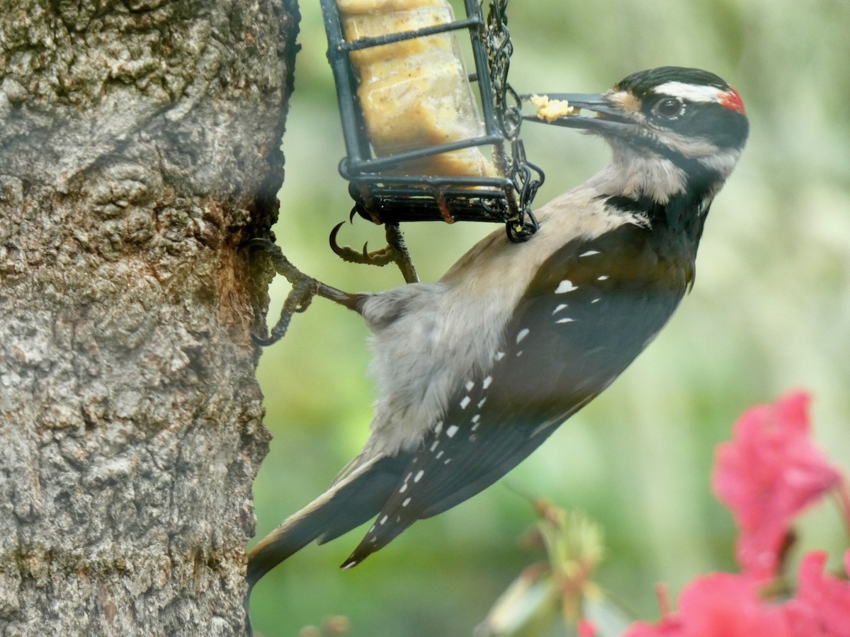 Hairy Woodpecker - Jannaca Chick