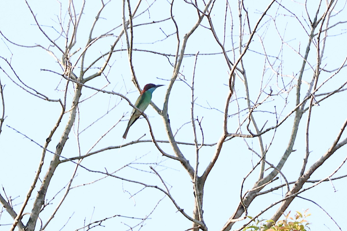 Blue-throated Bee-eater - Jeremy Lindsell