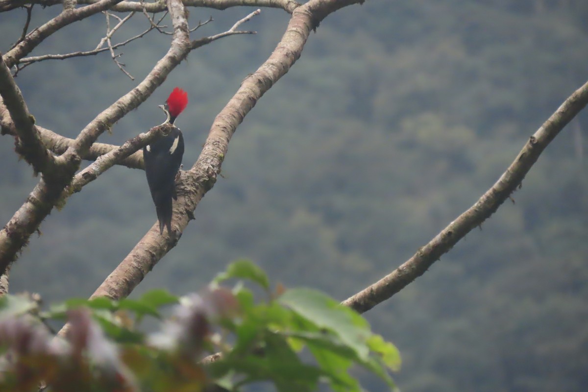 Lineated Woodpecker - Nino Arteaga Koo