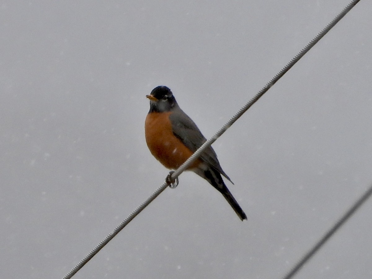 American Robin - Katie Conlin