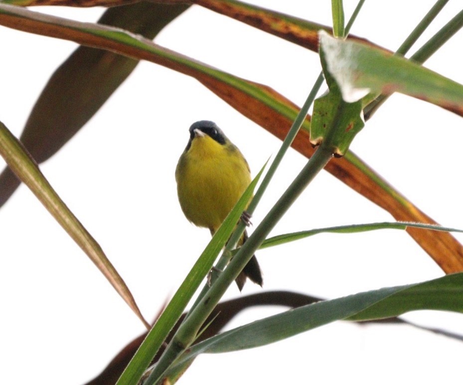 Southern Yellowthroat - Rubélio Souza