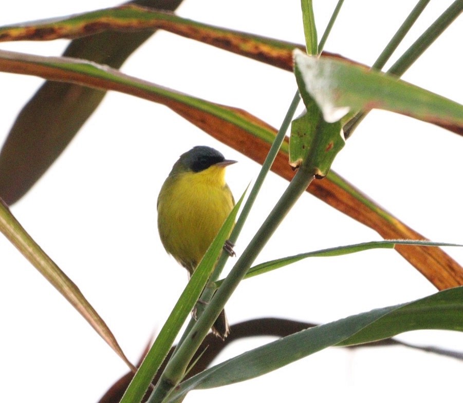 Southern Yellowthroat - Rubélio Souza