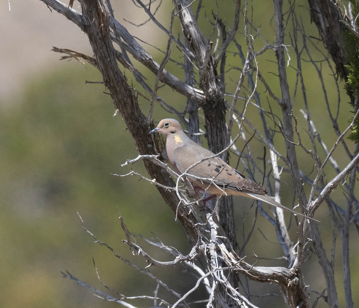 Mourning Dove - Bob Foehring