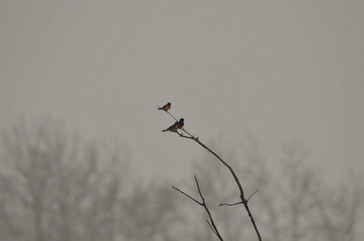 Barn Swallow - Carmen Tavares