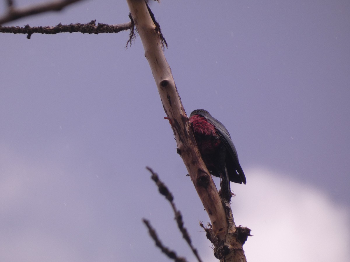 Lewis's Woodpecker - Wesley McGee