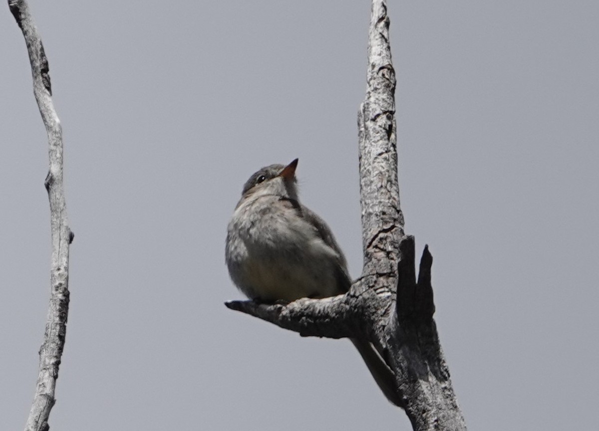 Gray Flycatcher - Danette Henderson