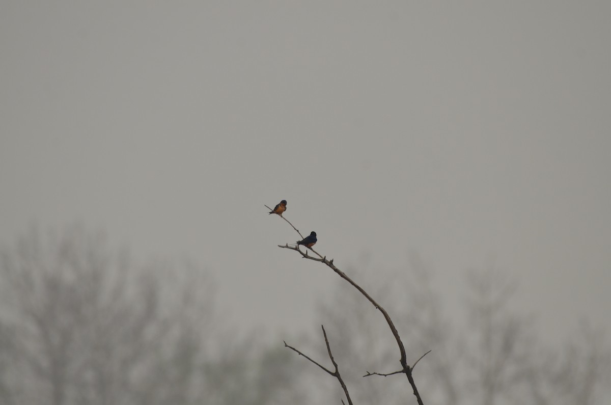 Barn Swallow - Carmen Tavares