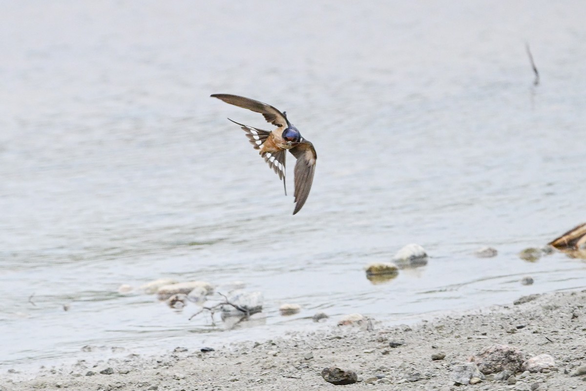 Barn Swallow - Serg Tremblay