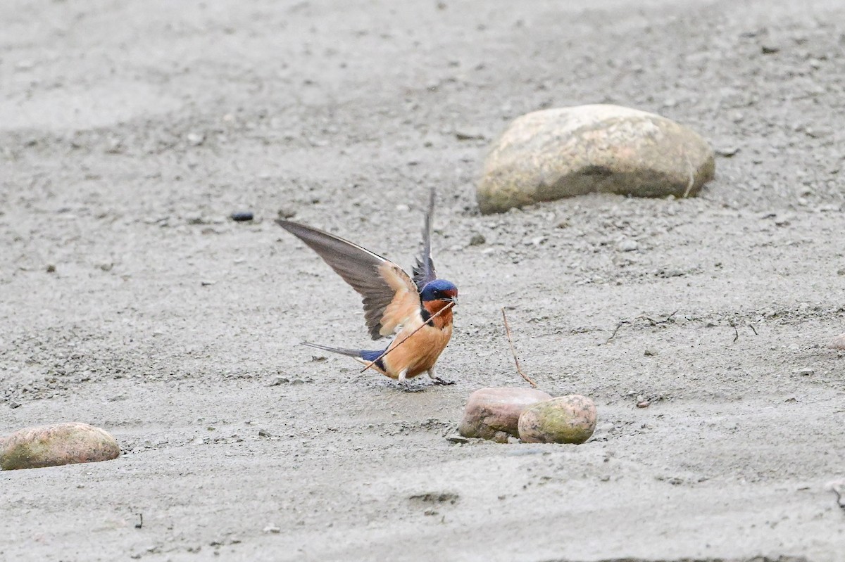 Barn Swallow - Serg Tremblay