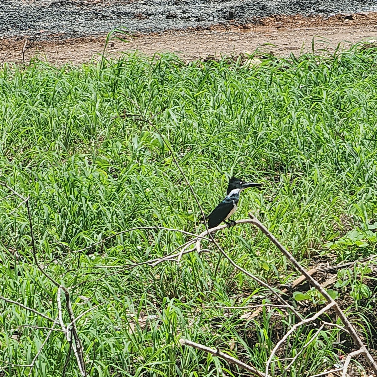 Amazon Kingfisher - Manuel Murillo Alcedo