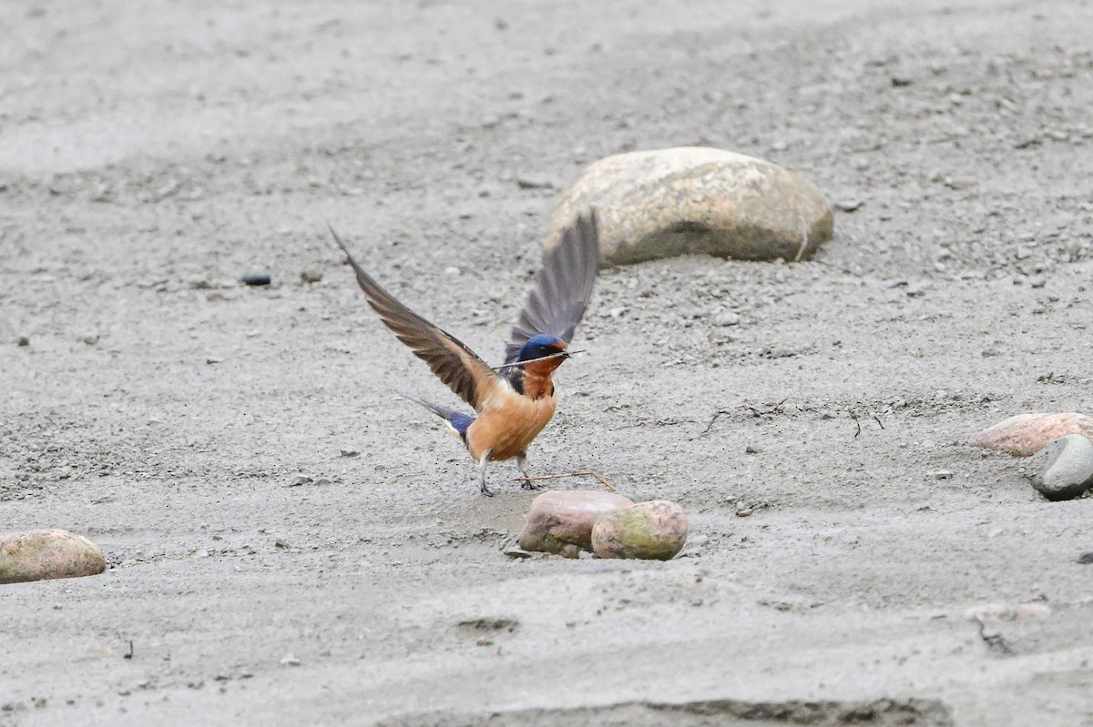 Barn Swallow - Serg Tremblay