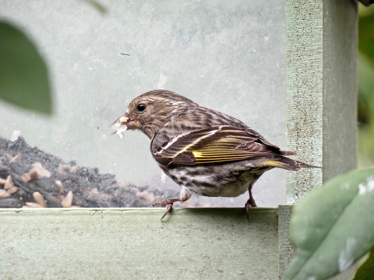 Pine Siskin - Jannaca Chick