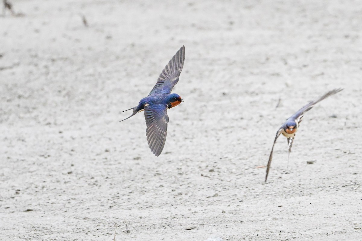 Barn Swallow - Serg Tremblay