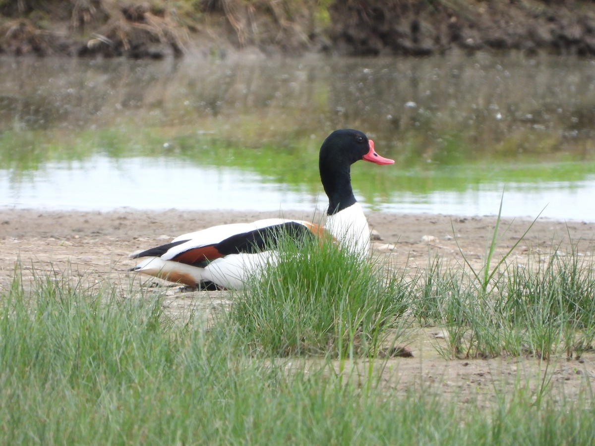 Common Shelduck - Haydee Hüwel