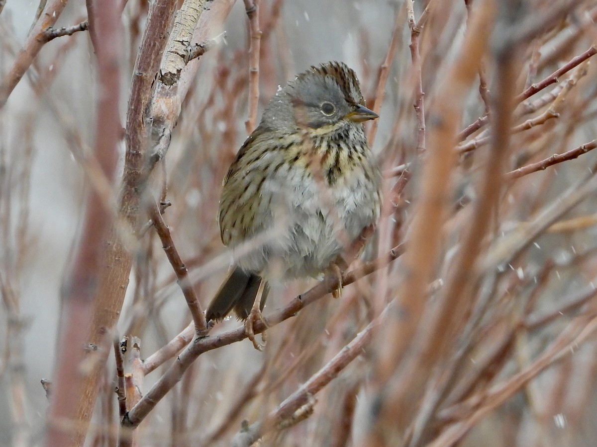 Lincoln's Sparrow - Katie Conlin