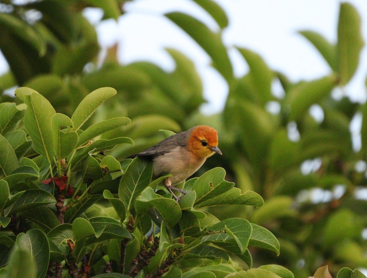 Orange-headed Tanager - ML619541616