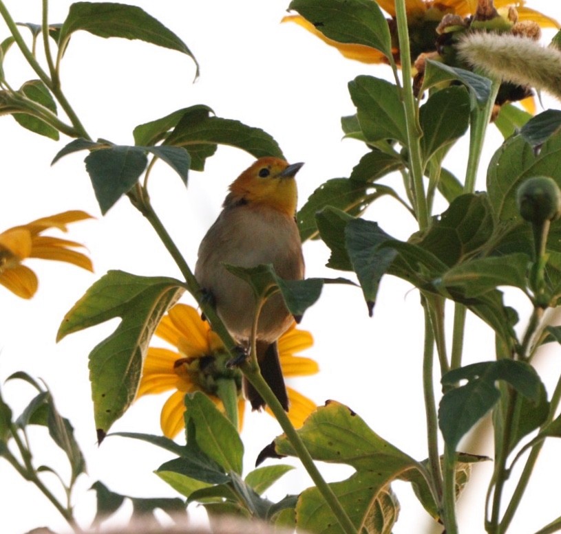 Orange-headed Tanager - ML619541619