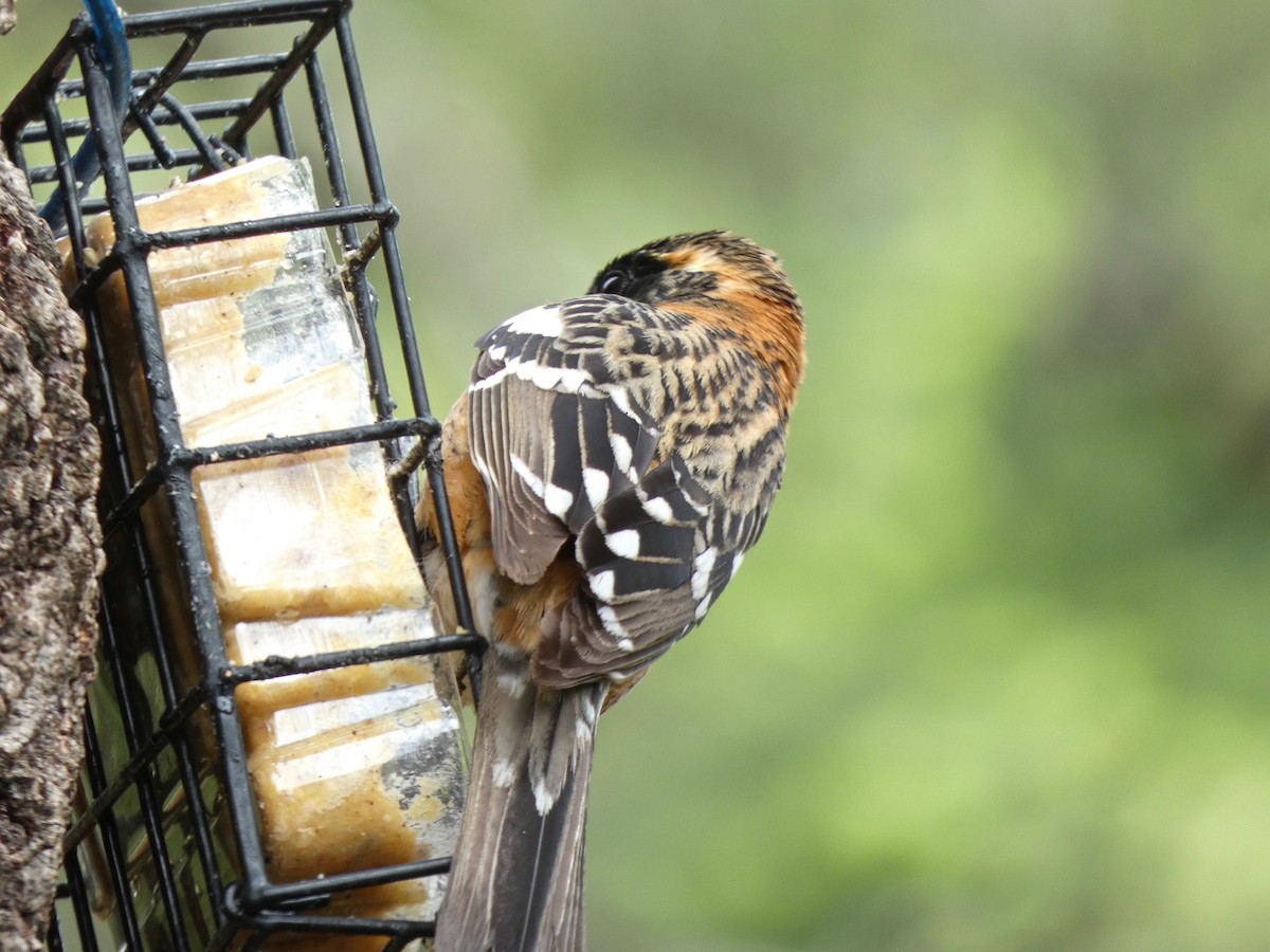 Black-headed Grosbeak - Jannaca Chick