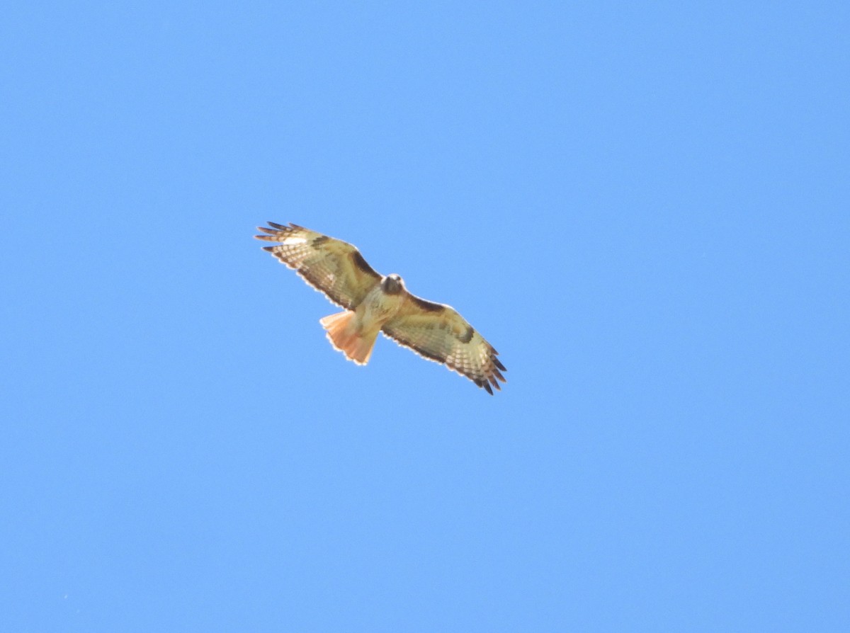 Red-tailed Hawk - Tom Wuenschell