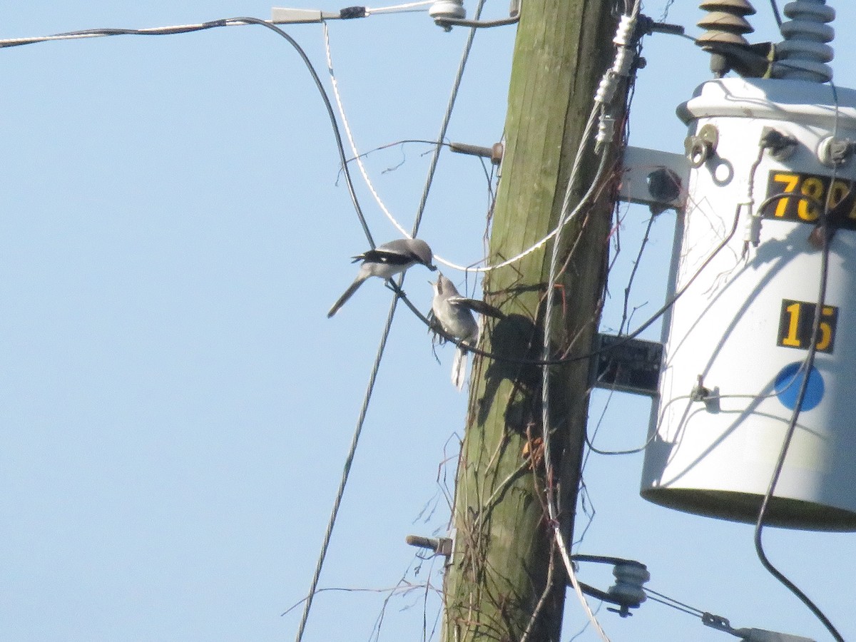 Loggerhead Shrike - Eric Cormier