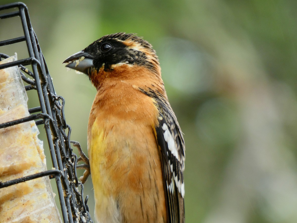 Black-headed Grosbeak - Jannaca Chick