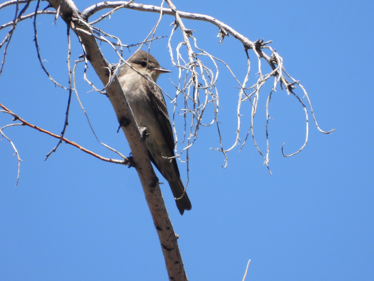 Western Wood-Pewee - Tom Wuenschell