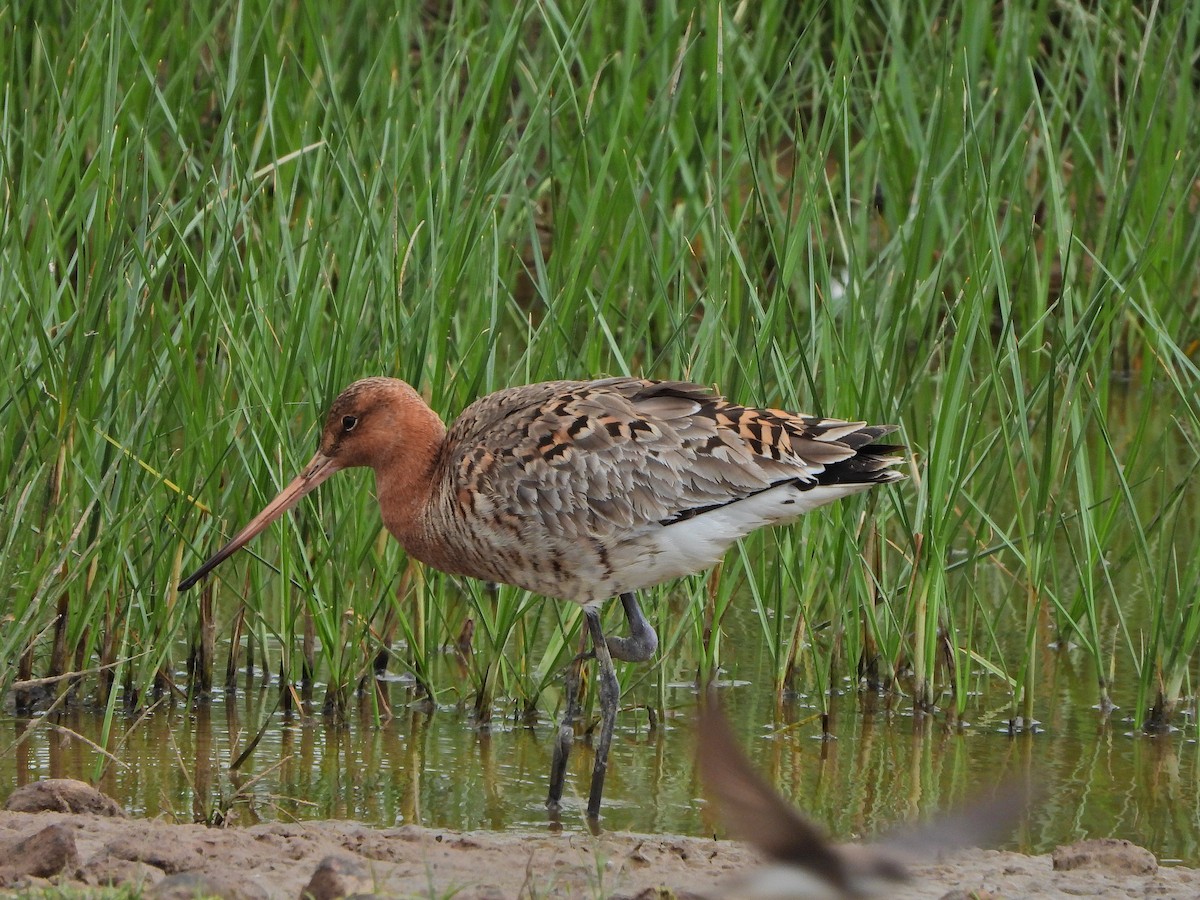 Black-tailed Godwit - Haydee Huwel